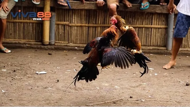 Đá Gà 1 Cựa - Thú Chơi Dân Gian Đầy Màu Sắc và Kịch Tính 2 da-ga-1-cua-lich-su