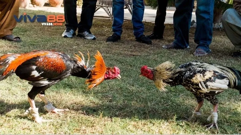 Đá Gà 1 Cựa - Thú Chơi Dân Gian Đầy Màu Sắc và Kịch Tính 3 da-ga-1-cua-huong-dan